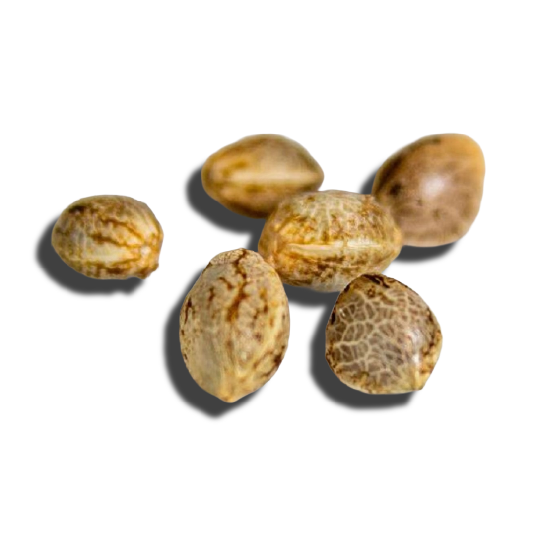 Seeds
