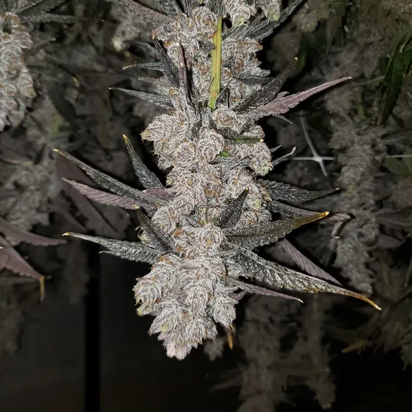 Top Shelf Tuesday - Earl Baker 30% Off
