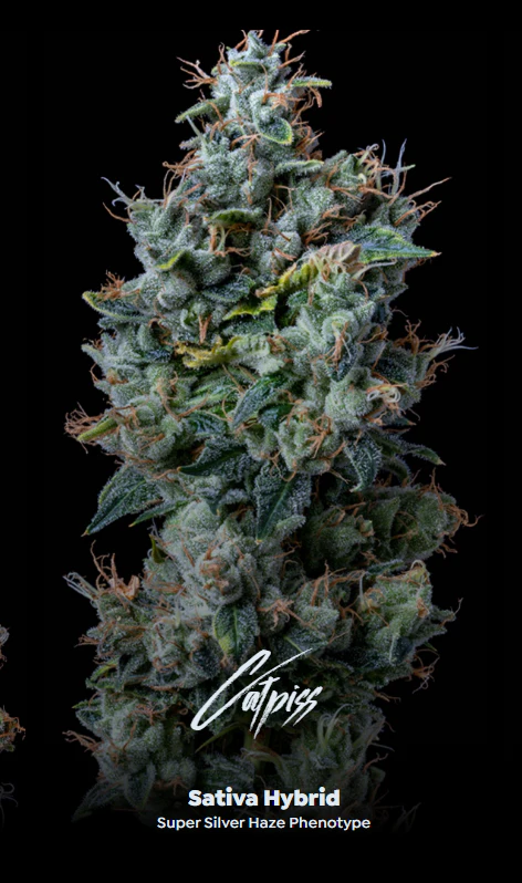 Catpiss 3.5G Jar $32.99 (Reg $56)