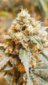 TRIP - HAND GRENADE OUNCES $112