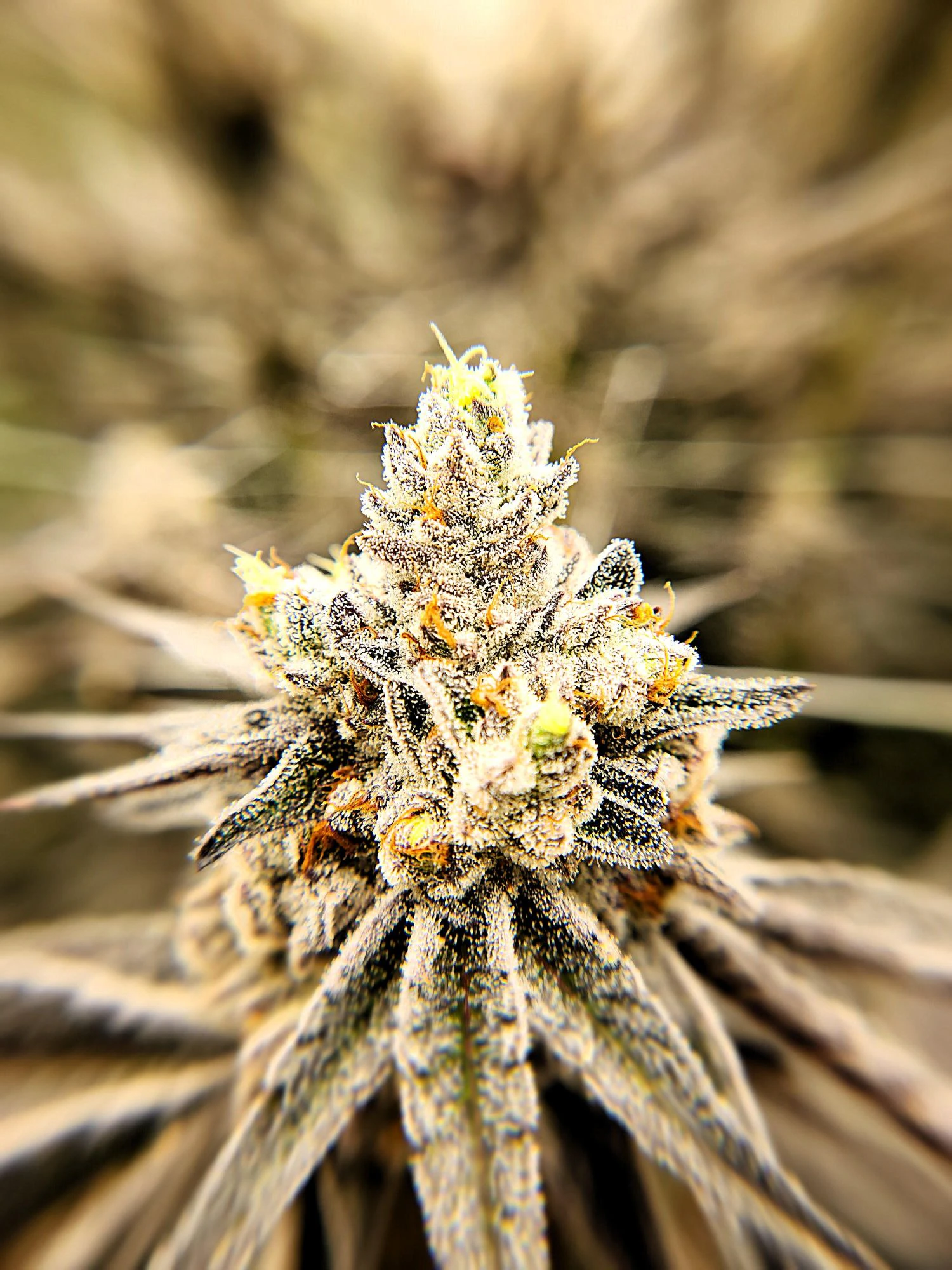 LOCAL LEAF OUNCE AND HALF OUNCE DEALS!!!!!!