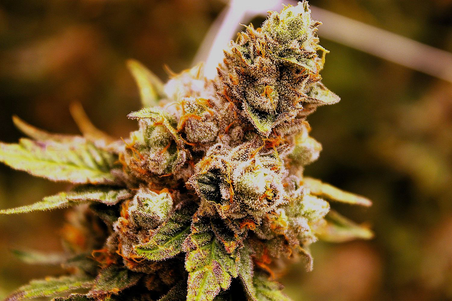 TRIP - MELTED STRAWBERRY $70 HALF OUNCES